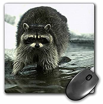 【中古】【輸入品・未使用】3Dローズ 野生動物 - アライグマ、 アライグマ - マウス パッド - マウスパッド - mp_817_1 (並行輸入)