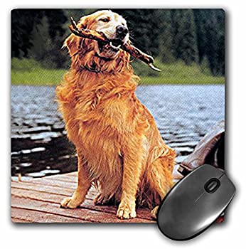 【中古】【輸入品・未使用】3Dローズ 犬 ゴールデン レトリバー - ゴールデン レトリバー - マウス パッド - マウスパッド - mp_245_1 (並行輸入) [並行輸入品]