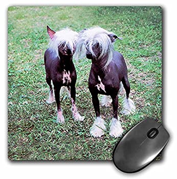 【中古】【輸入品・未使用】3Dローズ 犬 チャイニーズ クレステッド ヘアレス ドッグ ‐ チャイニーズ クレステッド ヘアレス ドッグ - マウス パッド - マウスパッド - mp_