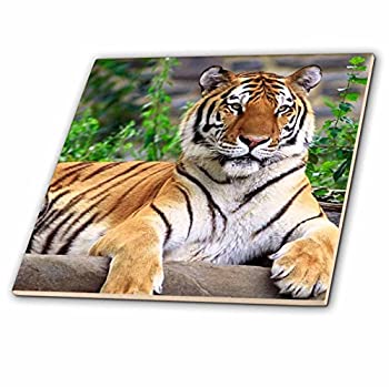 【中古】【インポート品・未当て嵌める】CT _ 3132?Tigers???Siberian Tiger???瓦 4-Inch-Ceramic コンピュータ断層撮影法_3132_1