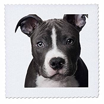 【中古】【輸入品・未使用】3dRose qs_4240_1 American Pit Bull Terrier 子犬用キルト正方形、10×10インチ|スカイマーケットプラス