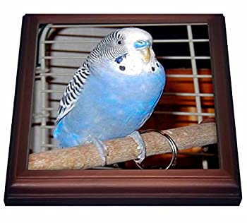 【中古】【輸入品・未使用】鳥???ブルーParakeet???五徳 8 by 8%ﾀﾞﾌﾞﾙｸｫｰﾃ% ブラウン trv_983_1