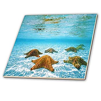 【中古】【輸入品・未使用】フローレンunder water animals???ヒトデUnderwater???タイル 6-Inch ct_53306_2