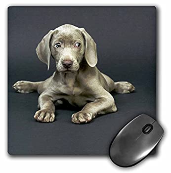 【中古】【輸入品・未使用】3Dローズ 犬 ワイマラナー - ワイマラナー子犬 - マウス パッド - マウスパッド - mp_1094_1 (並行輸入) 11,891円