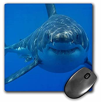 【中古】【インポート品・未当て嵌める】3drose LLC 8?x 8?x 0.25in二十日鼠パッド、Underwater great白いことShark Smiling Shark ( MP _ 108355?_ 1?)