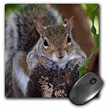 【中古】【輸入品・未使用】3drose LLC 8?x 8?x 0.25インチマウスパッド、Squirrel Animal on Log Hanging Out ( MP _ 178591?_ 1?)｜スカイマーケットプラス