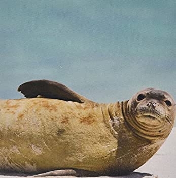 【中古】【輸入品・未使用】3dRose LLC 8 x 8 x 0.25 Inches Northwestern Hawaiian Islands Midway Atoll Monk Seal Rebec California Jackrel Mouse Pad (mp_89891_1) [並