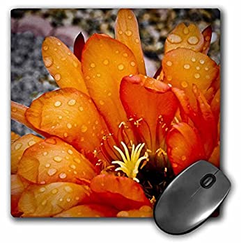 【中古】【輸入品・未使用】3dRose LLC 8 X 8 X 0.25 Inches Mouse Pad%カンマ% Decorative Colorful Garden Classic Plant Southwest Desert Cactus Red Orange Rain Flower M画像