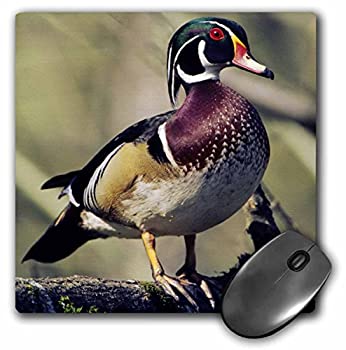 【中古】【インポート品・未当て嵌める】3dRose LLC 8 x 8 x 0.25 Inches Mouse Pad%ｶﾝﾏ% Washington%ｶﾝﾏ% Male Wood Duck%ｶﾝﾏ% Charles Crust (mp_95209_1) [並行輸入品]
