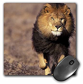【中古】【インポート品・未当て嵌める】3dRose LLC 8 x 8 x 0.25 Africa Male African Lion Stuart Westmorland Mouse Pad (mp_84673_1) [並行輸入品]