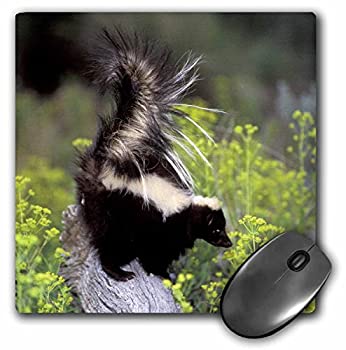 【中古】【輸入品・未使用】3dRose LLC 8 x 8 x 0.25 Inches Mouse Pad%ｶﾝﾏ% North America USA Montana Skunk Wildlife Tom Vezo (mp_92145_1) [並行輸入品]
