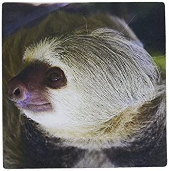 【中古】【輸入品・未使用】3dRose LLC 8 x 8 x 0.25 Costa Rica Hoffman's Two-Toed Sloth Wildlife Kymri Wilt Mouse Pad (mp_87241_1) [並行輸入品]