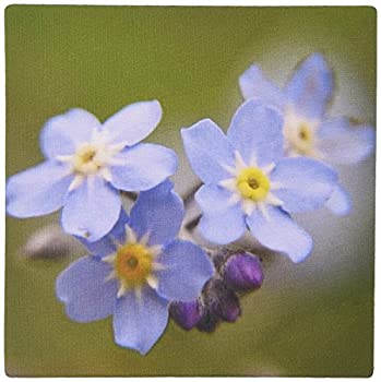【中古】【インポート品・未当て嵌める】3dRose LLC 8 x 8 x 0.25 Inches Forget Me Not Alzheimer\u0027s Disease%ｶﾝﾏ% Grandparents Day%ｶﾝﾏ% Love%ｶﾝﾏ% Myositis Pattern Mouse Pad (mp_46 パソコン-パソコン・周辺機器