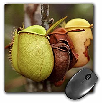 【中古】【インポート品・未当て嵌める】3dRose LLC 8 x 8 x 0.25 Inches Mouse Pad%ｶﾝﾏ% Borneo%ｶﾝﾏ% Malaysia%ｶﾝﾏ% Sarawak%ｶﾝﾏ% Pitcher Plant Flora-無水亜ヒ酸23 Jst0032 - Jay Sturdevant