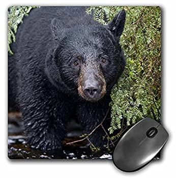【中古】【輸入品・未使用】3dRose LLC 8 x 8 x 0.25 Inches Mouse Pad%ｶﾝﾏ% Alaska Kake Black Bear Chum Salmon Fish Paul Souders (mp_87648_1) [並行輸入品]