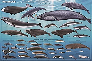 【中古】【輸入品・未使用】クジラポスター（61x91cm）教育ウォールチャート [並行輸入品]