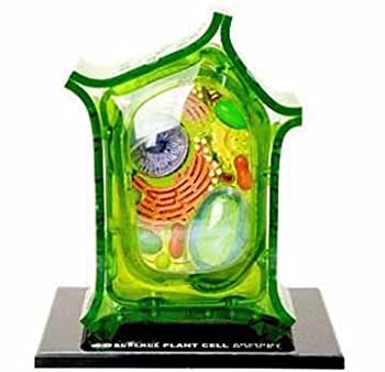 【中古】【輸入品・未使用】Famemaster 4D-Science Plant Cell Anatomy Model [並行輸入品]｜スカイマーケットプラス