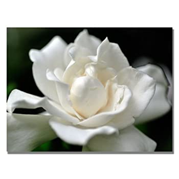 【中古】【輸入品・未使用】商標FineアートLovely Gardenia by Kurt Shafferキャンバス壁アート 18 by 24-Inch KS445-C1824GG｜スカイマーケットプラス