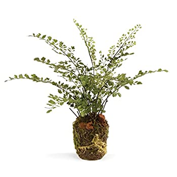 【中古】【輸入品・未使用】Napa Home & Garden Conservatory Maidenhair シダ ドロップイン 13インチ