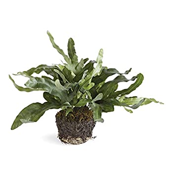 【中古】【輸入品・未使用】CC 11.5インチ ECHEVERIA FERN ドロップイン 13x10x11.5インチ