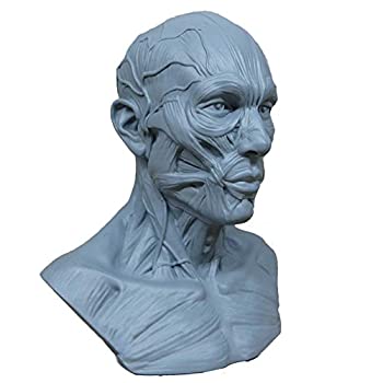 【中古】【輸入品・未使用】Human Model Craft Anatomy Skull Head Muscle Bone Medical Artist Drawing Study (Blue) by airgoesin