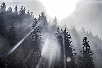 【中古】【インポート品・未当て嵌める】張り出しFoundry Sunshine Through Pine Trees黒いことandホワイトフォトアートプリントby proframes 36x24 inches 197031 キッチン用品・食器・調理器具-その他