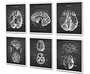 【中古】【インポート品・未当て嵌める】神経科学の科目工芸 ひな形なし 万物の霊長の脳生体解剖学 6枚仕かける その他-キッチン用品・食器・調理器具