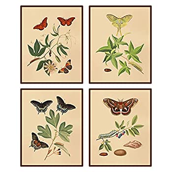【中古】【輸入品・未使用】heshengzaixian ヴィンテージ 蝶 ボタニカル ウォールアート キャンバスプリント 植物 蝶 装飾 ポスター 絵画 ホーム オフィス 学校用 4枚セット