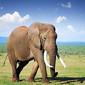 【中古】【輸入品・未使用】Yeele 6x6フィート 象の背景 アフリカの草原 野生動物 サファリ動物園の背景 写真 屋外 景色 子供 大人 写真撮影 撮影 ビニールスタジオ小道具