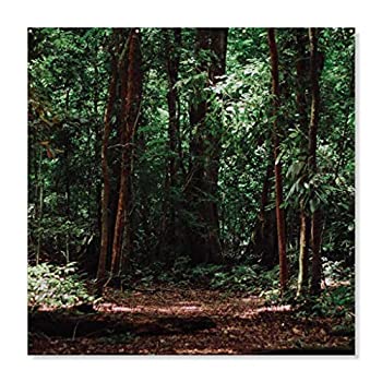 【中古】【輸入品・未使用】VictoryStore 写真背景幕: 森林の背景 52インチ x 52インチ ビニールバナー