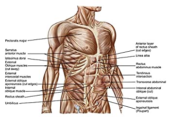 【中古】【インポート品・未当て嵌める】Posterazzi 人身生体解剖学 腹筋 貼り出し 刷り上げる (8 x 10)