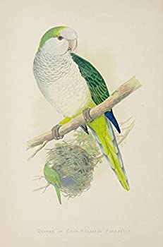 【中古】【輸入品・未使用】ポステラジ・オウム キャプティビティ1884 Quaker Parakeet ポスター A.F. Lydon (8 x 10)|スカイマーケットプラス