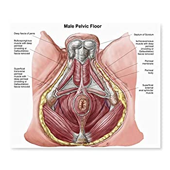 【中古】【輸入品・未使用】Posterazzi PSTK700823H 人間の男性の骨盤床 ポスタープリント 15 x 13