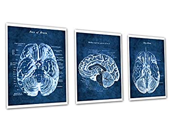 【中古】【輸入品・未使用】Neuroscience Art Decor 3枚セット フレームなし 人間の脳解剖学のプリント｜スカイマーケットプラス