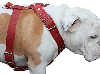 【中古】【インポート品・未当て嵌める】赤いこと本革犬用馬具 L大きさ 30in~35in 胸囲大きさ、1.5in幅のストラップピットブル、杖コルソ