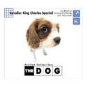 【中古】【非常に良い】THE DOG ~ CavalierKingCharlesSpaniel