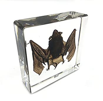 【中古】【輸入品・未使用】Taxidermy Real Bat specimens科学教室Specimenの科学教育 S 43188-270275