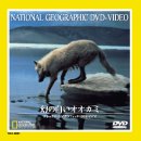 【中古】【非常に良い】ナショナル・ジオグラフィック 幻の白いオオカミ [DVD]
