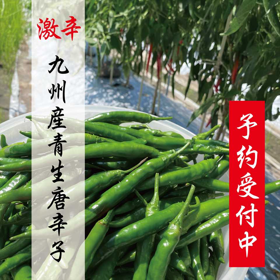 楽天市場】激辛 青唐辛子 生とうがらし 1kg(または500gx2