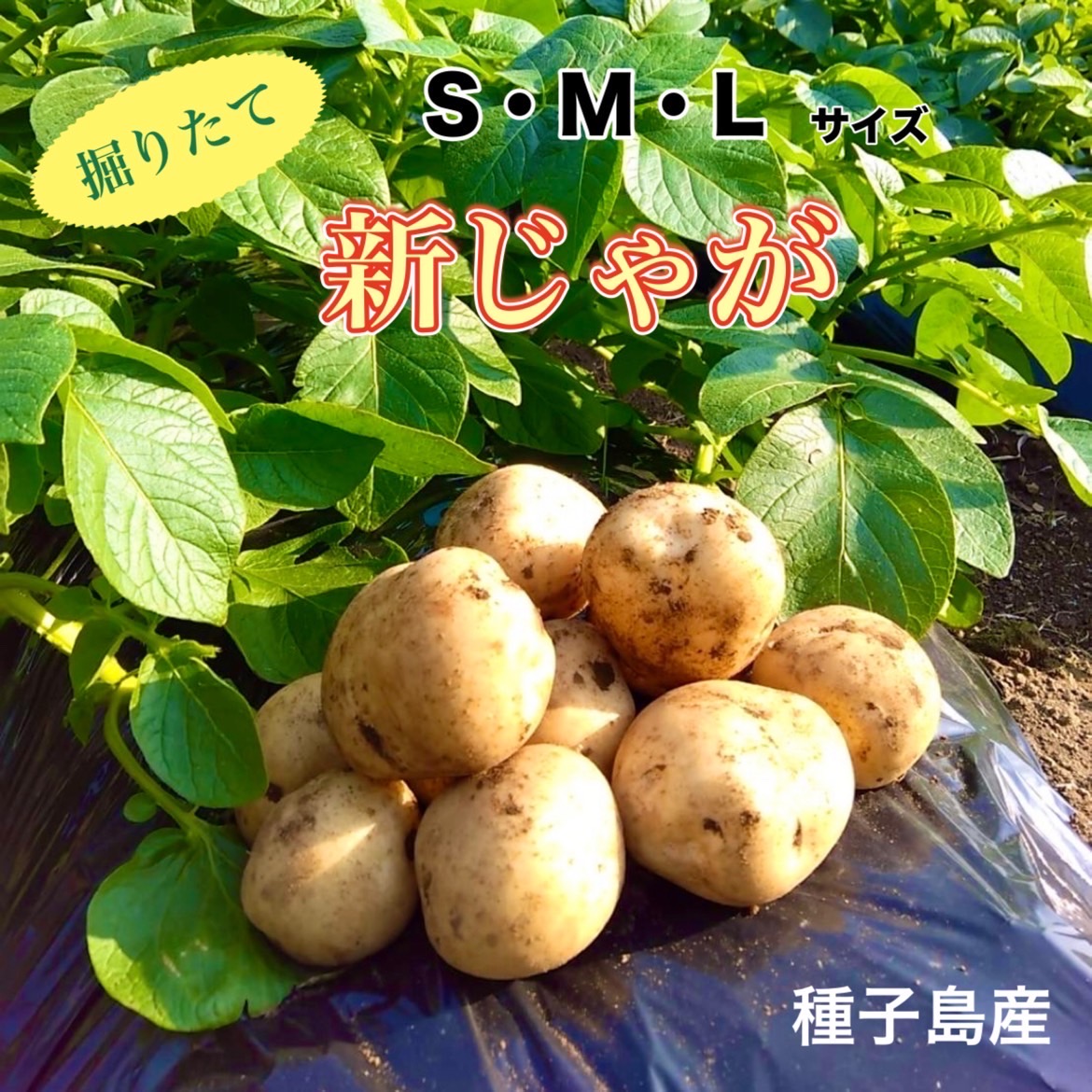 楽天市場】【絶品】種子島産 新じゃがいも 2S・S・Mサイズ|aimo 楽天市場】【絶品】種子島産 新じゃがいも 2S・S・Mサイズ|aimo