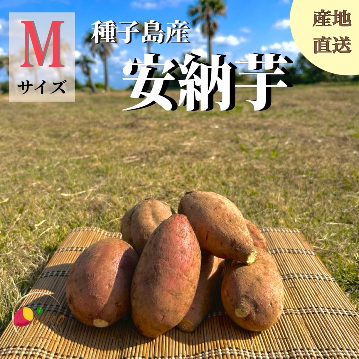 楽天市場】【セール中!!】安納芋 種子島産 送料無料 訳あり 無選別