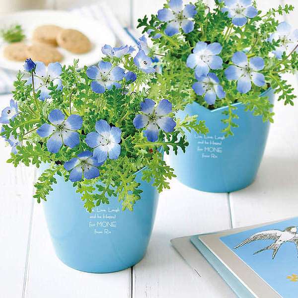 ねもふぃら購入ページ Amazon.co.jp: ネモフィラ 種子 インシグニスブルー 1ml（育苗