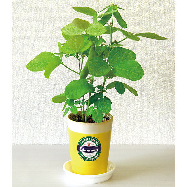 楽天市場 えだまめ栽培キット 枝豆 スマートギフト 楽天市場店