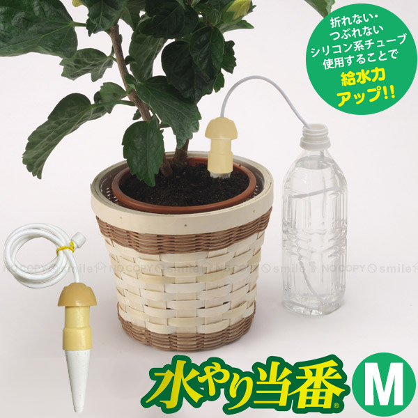 楽天市場】水やり当番 M【コンパクト便】/ 水やり サイフォン 毛細管