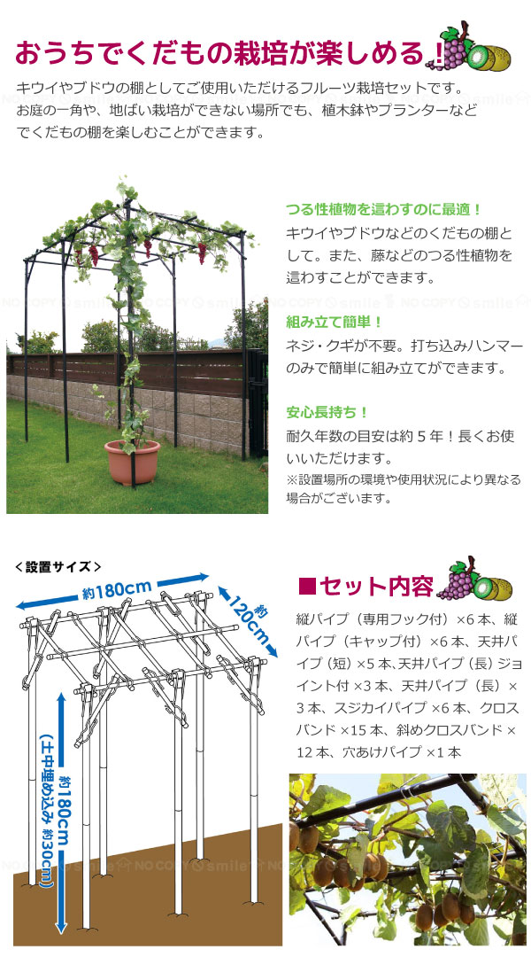 楽天市場 くだもの棚セット Kt M ポイント 倍 住マイル