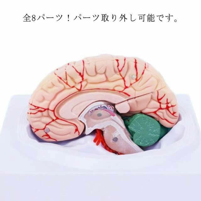 【送料無料】全8 医療 高性能 人体模型 医学 脳模型 大脳 図鑑 頭蓋骨 脳みそ 解剖 断面 断面図 仕組み 脳解剖模型 勉強 脳モデル 立体 模型