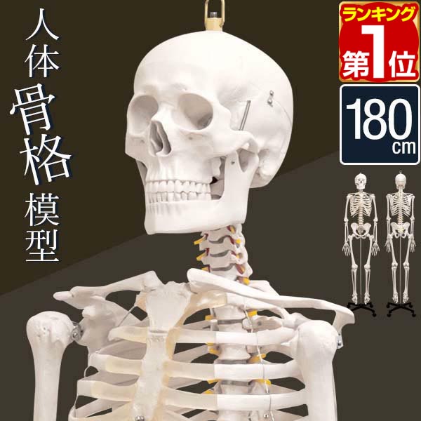 【1位】人体模型 骨格模型 骨 等身大 身長約166cm 展示スタンド付き 骨格標本 骨格モデル 全身骨格模型 実物大 直立 可動 医学 理学 解剖学 整体 整骨院 関節 資料 リアル レプリカ ディスプレイ 骨格モデル セット ヒト骨格 解剖骨格 1年保証 ■[送料無料]｜タープ＆テントのスマイルプライス