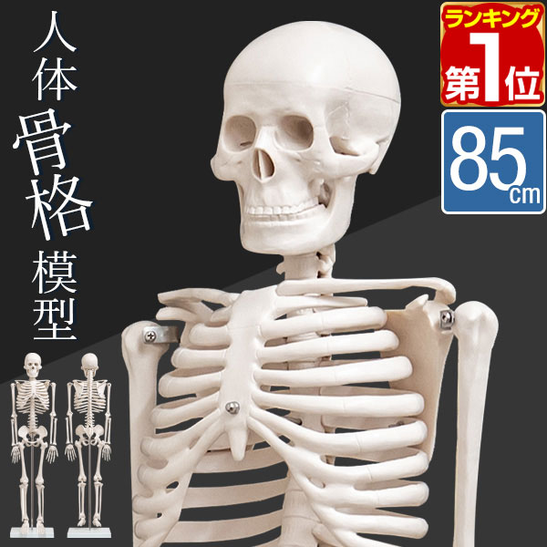 【1位】人体模型 骨格模型 骨 約85cm 1/2モデル 展示スタンド付き 骨格標本 骨格モデル 全身骨格模型 直立 可動 医学 理学 解剖学 整体 整骨院 関節 資料用 説明用 リアル レプリカ ディスプレイ 骨格モデル セット 骨格 解剖骨格 ■ [送料無料]