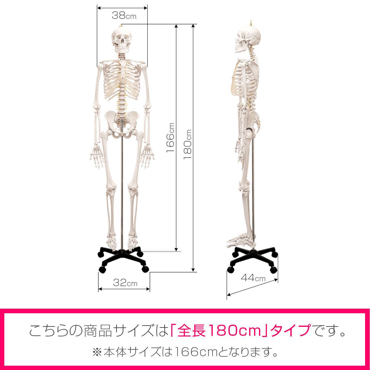 楽天1位】人体模型 骨格模型 骨 等身大 身長約166cm 展示スタンド付き 