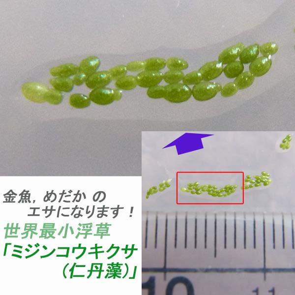 楽天市場 メール便対応 金魚 めだか のエサに 浮草 ミジンコウキクサ 5g 自家栽培品 スマイルファクトリー